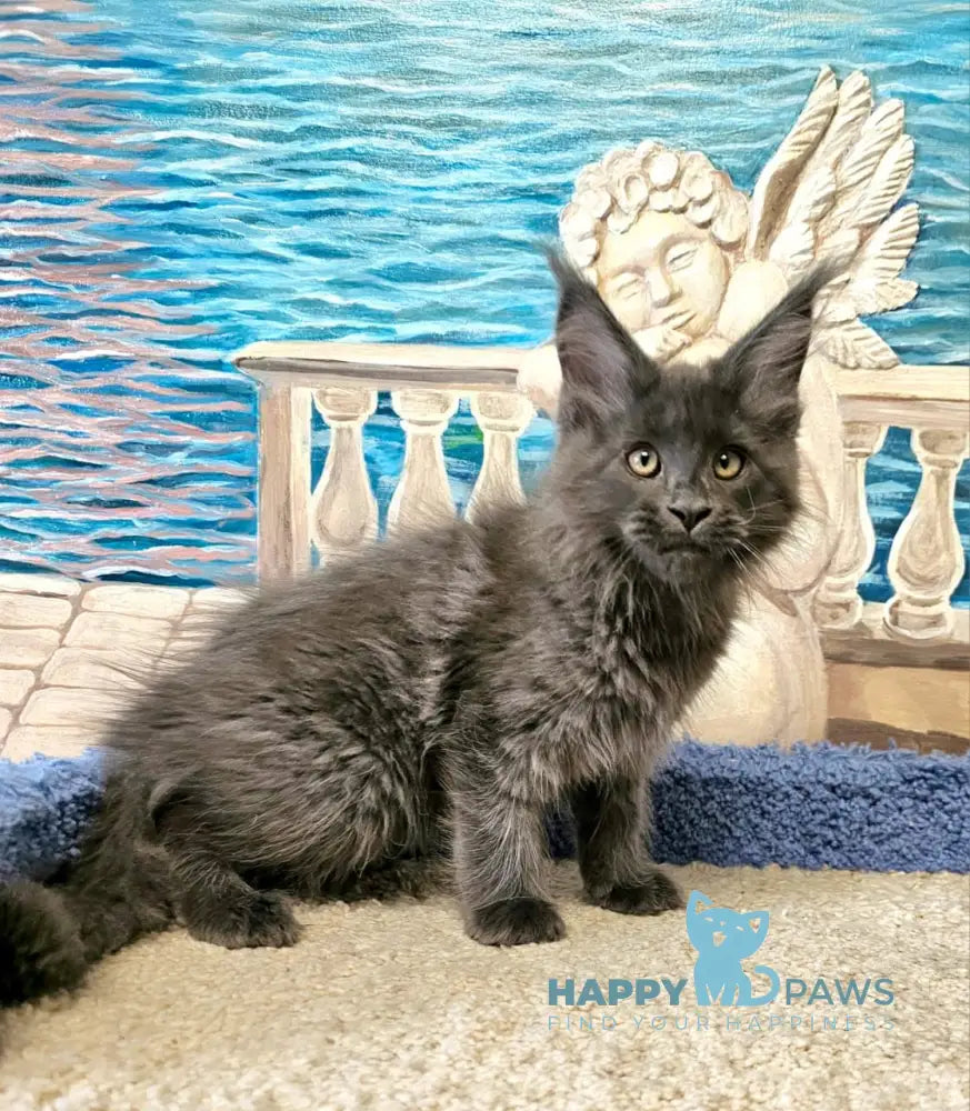 Harley Maine Coon male blue live animals