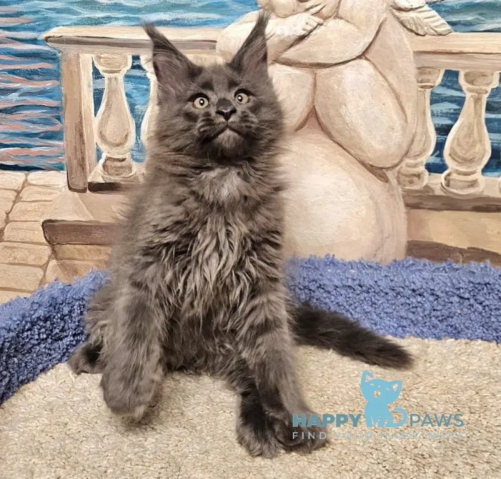 Harley Maine Coon male blue live animals