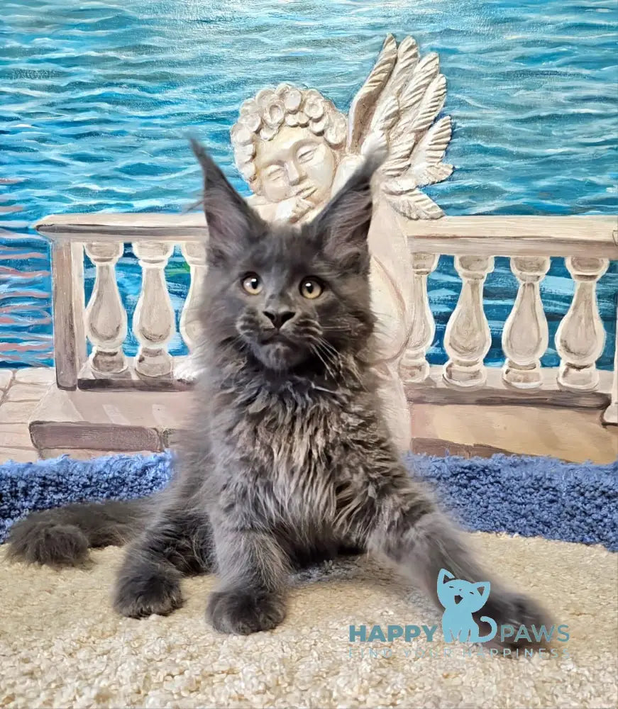 Harley Maine Coon male blue live animals