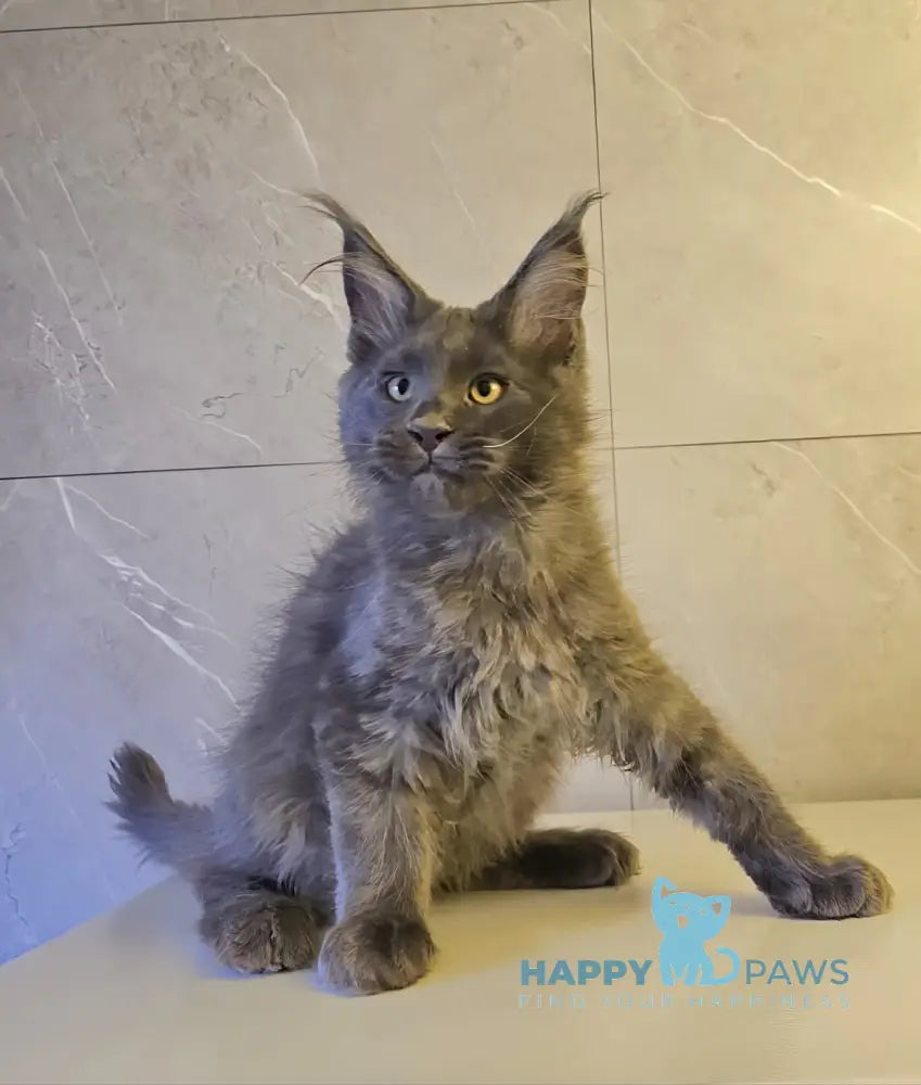 Harley Maine Coon male blue live animals