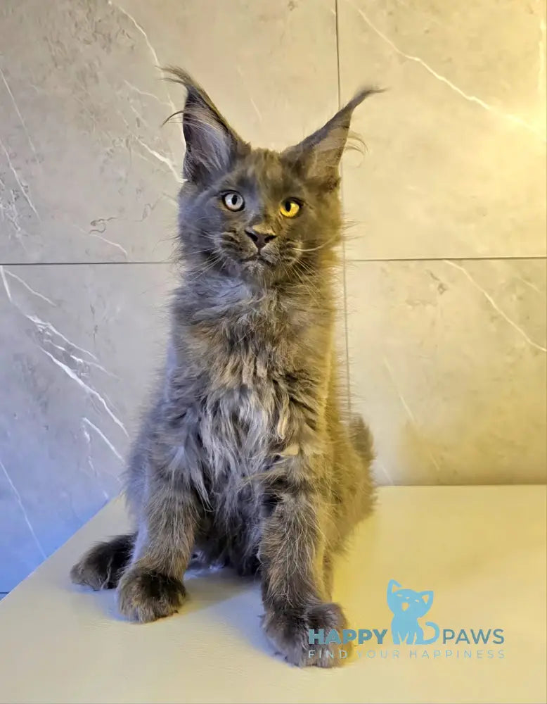 Harley Maine Coon male blue live animals