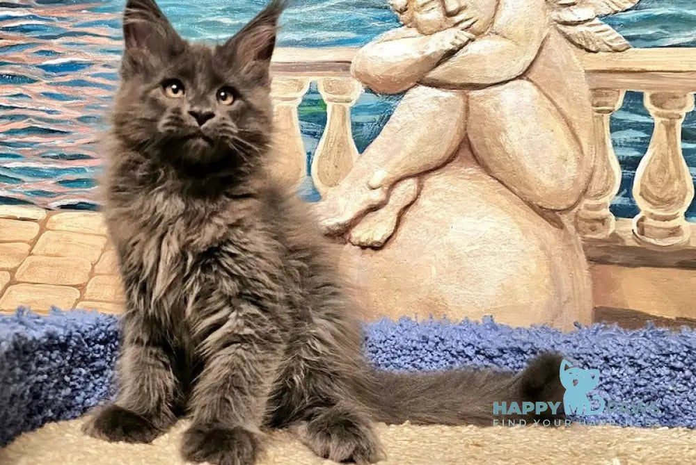 Harley Maine Coon male blue live animals