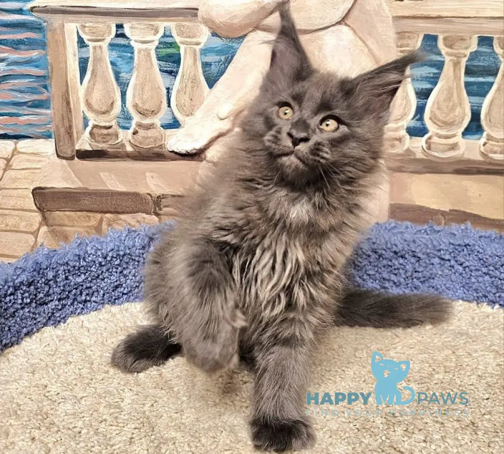 Harley Maine Coon male blue live animals