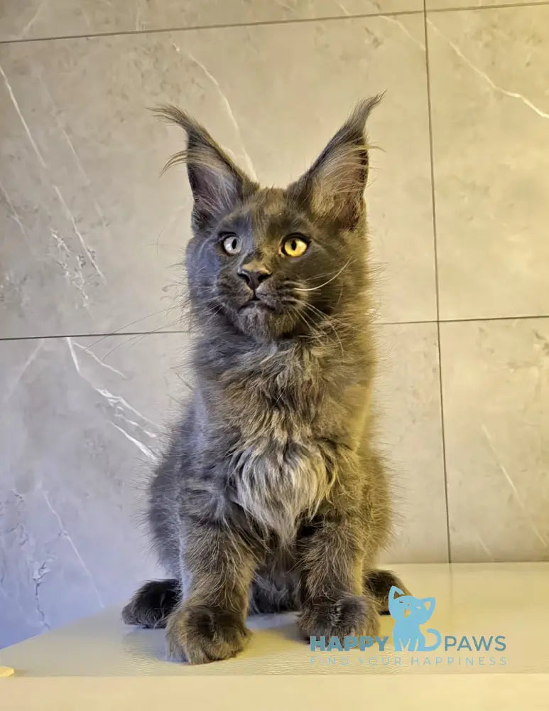 Harley Maine Coon male blue live animals