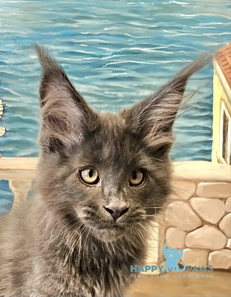 Harley Maine Coon male blue live animals