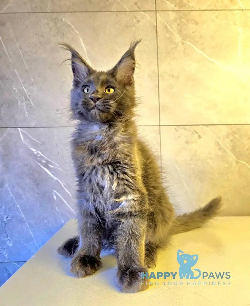 Harley Maine Coon male blue live animals