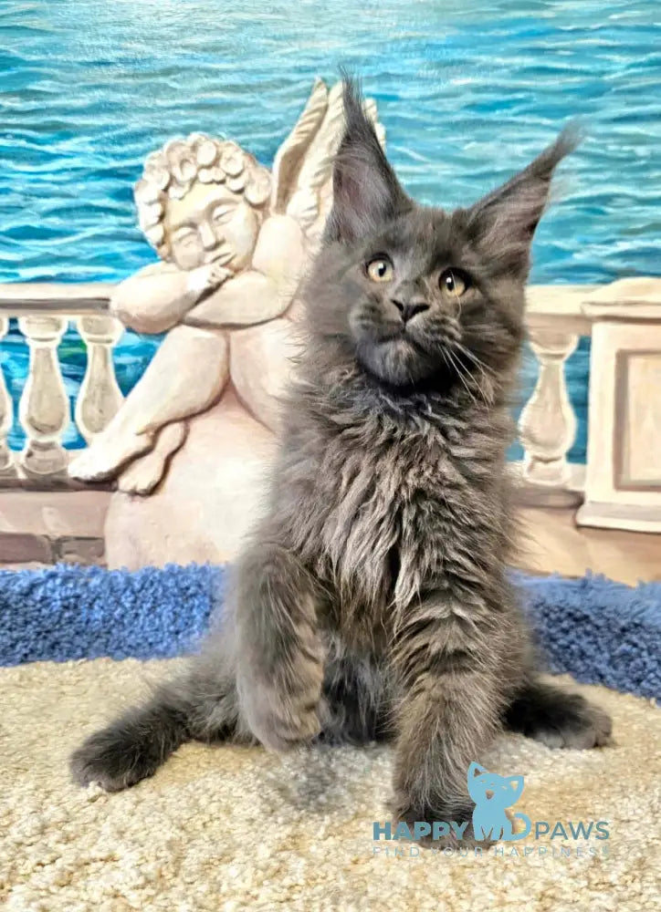 Harley Maine Coon male blue live animals