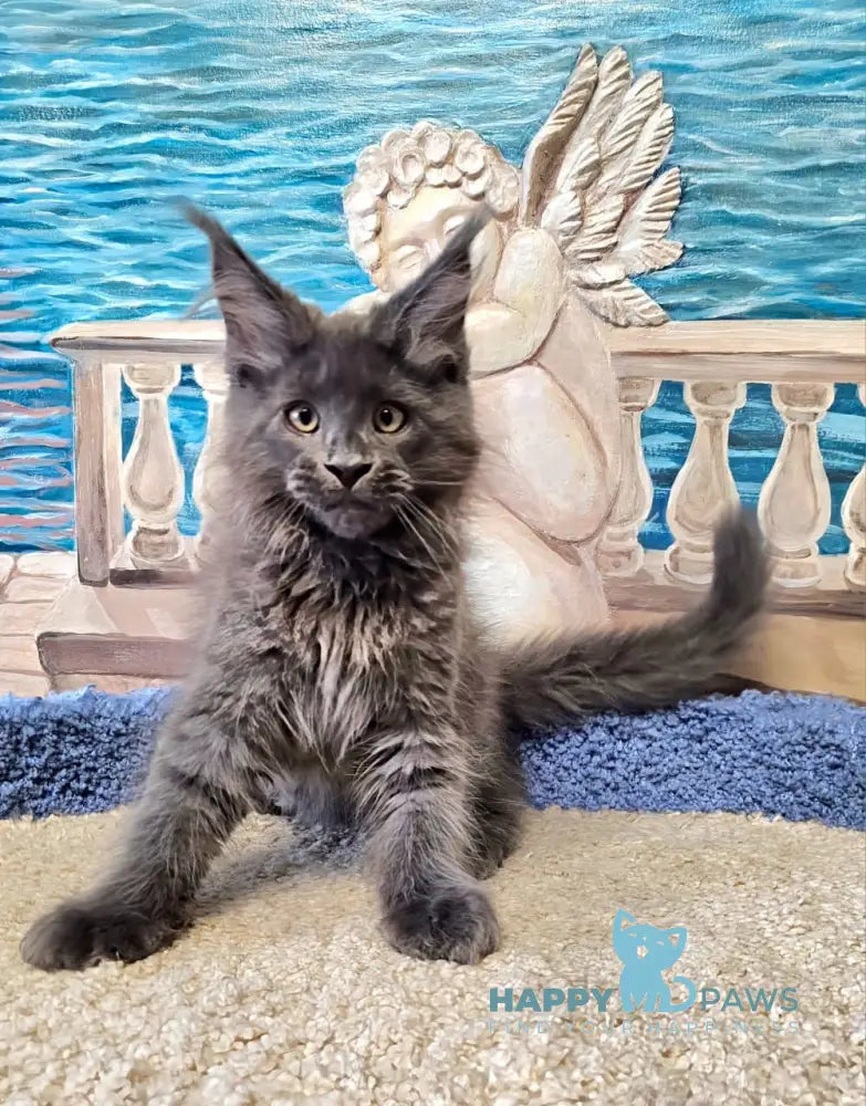 Harley Maine Coon male blue live animals