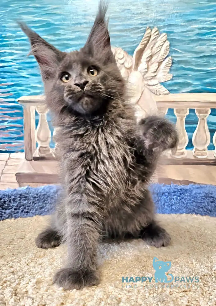 Harley Maine Coon male blue live animals