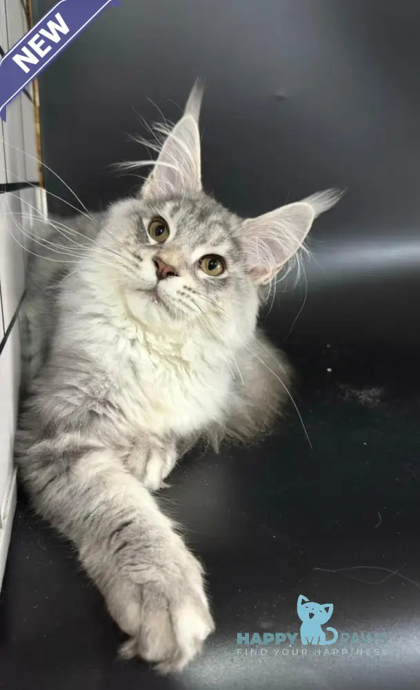 Harley Maine Coon male blue silver ticked tabby with white live animals