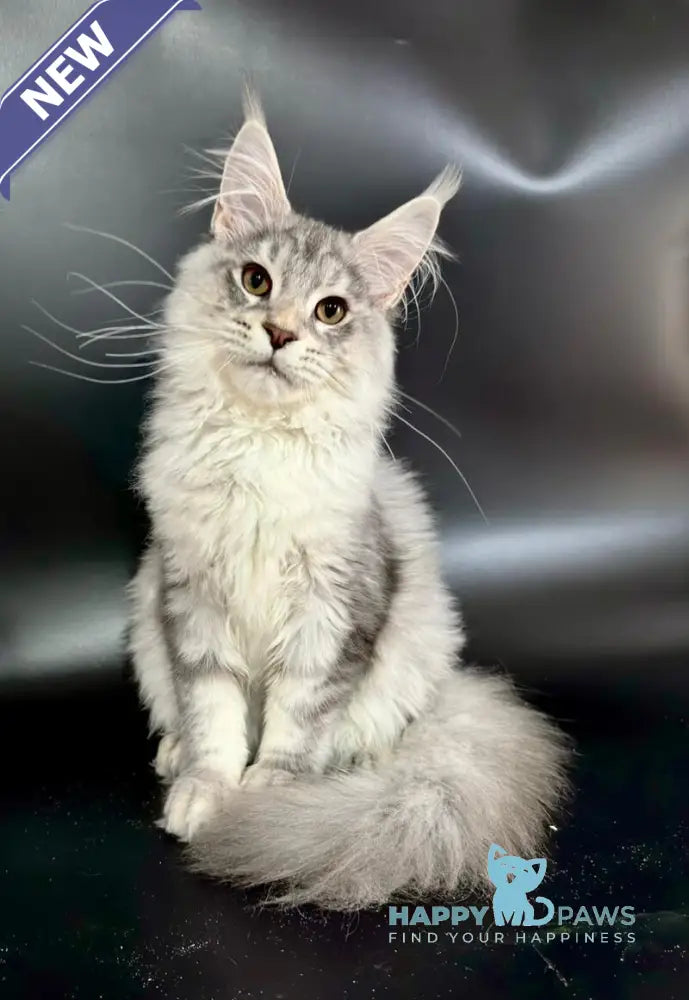 Harley Maine Coon male blue silver ticked tabby with white live animals