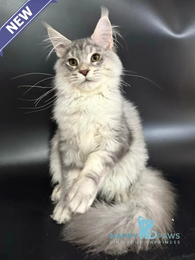 Harley Maine Coon male blue silver ticked tabby with white live animals