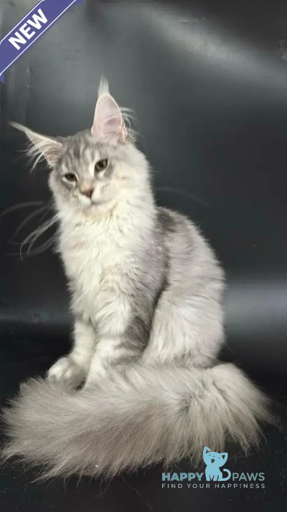 Harley Maine Coon male blue silver ticked tabby with white live animals