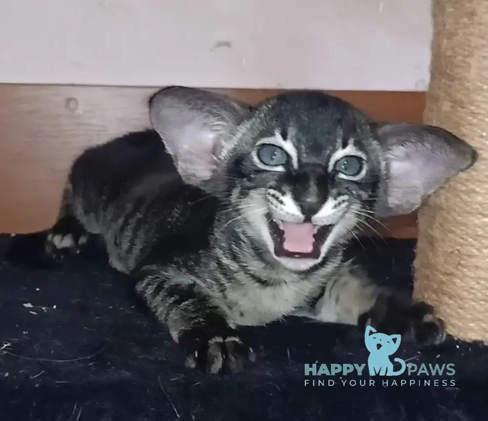 Harley Oriental Shorthair male black charcoal live animals
