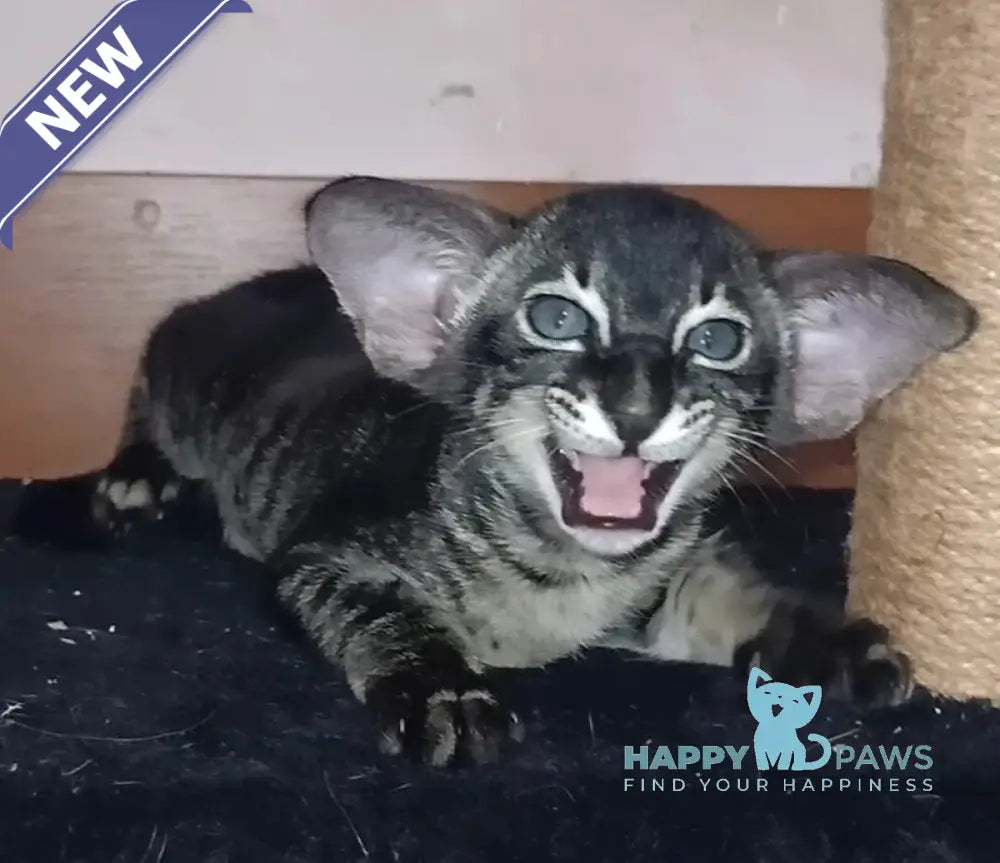 Harley Oriental Shorthair male black charcoal live animals