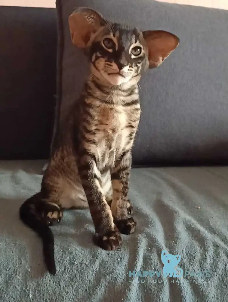 Harley Oriental Shorthair male black charcoal live animals