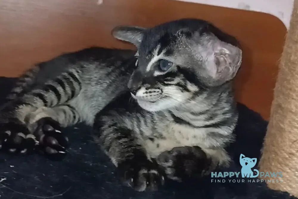 Harley Oriental Shorthair male black charcoal live animals