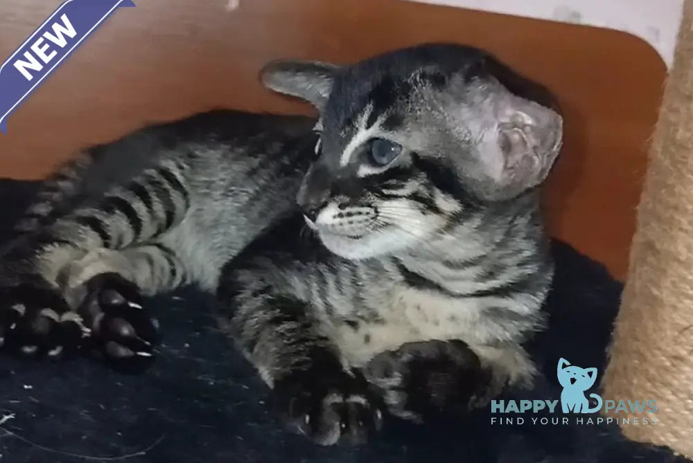 Harley Oriental Shorthair male black charcoal live animals