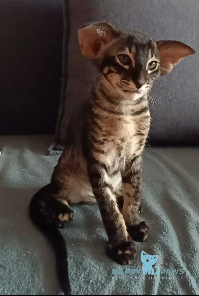 Harley Oriental Shorthair male black charcoal live animals