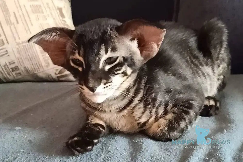 Harley Oriental Shorthair male black charcoal live animals