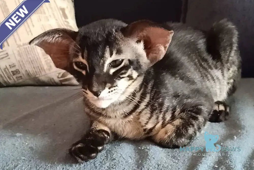Harley Oriental Shorthair male black charcoal live animals