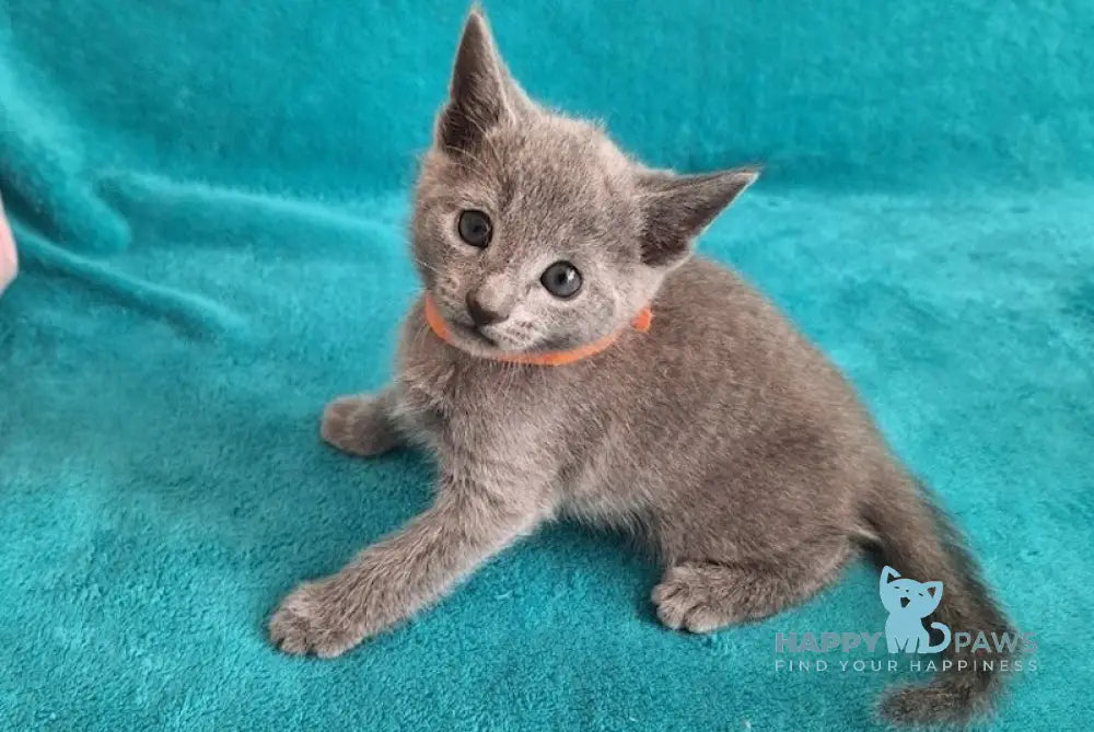 Harley Russian Blue male blue live animals