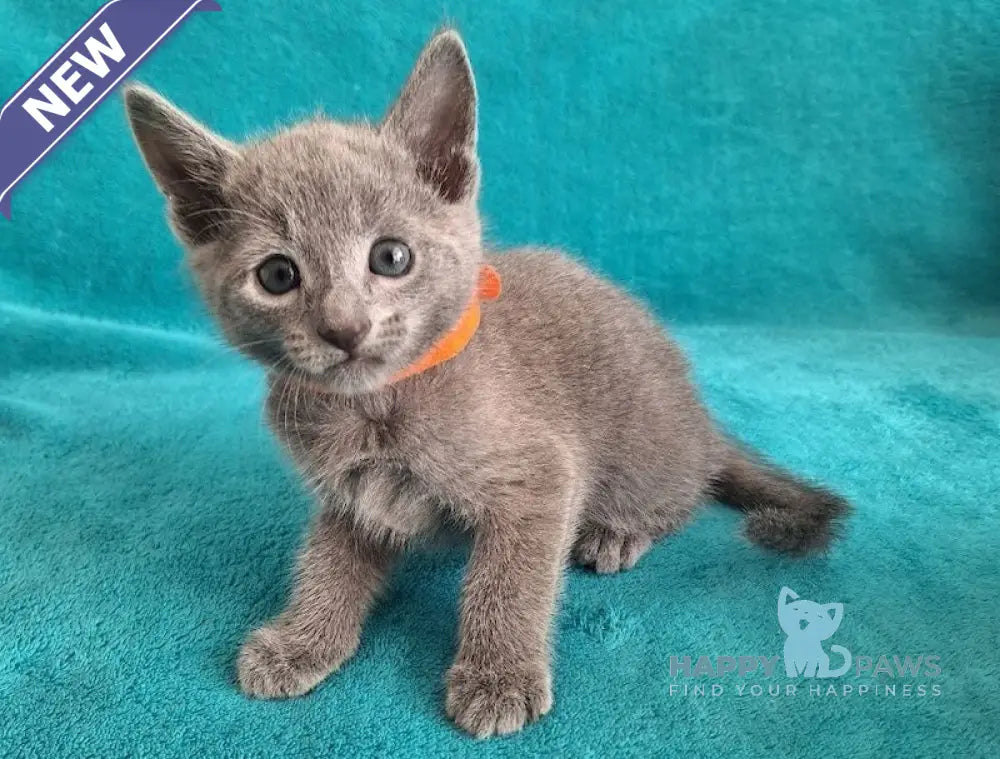 Harley Russian Blue male blue live animals
