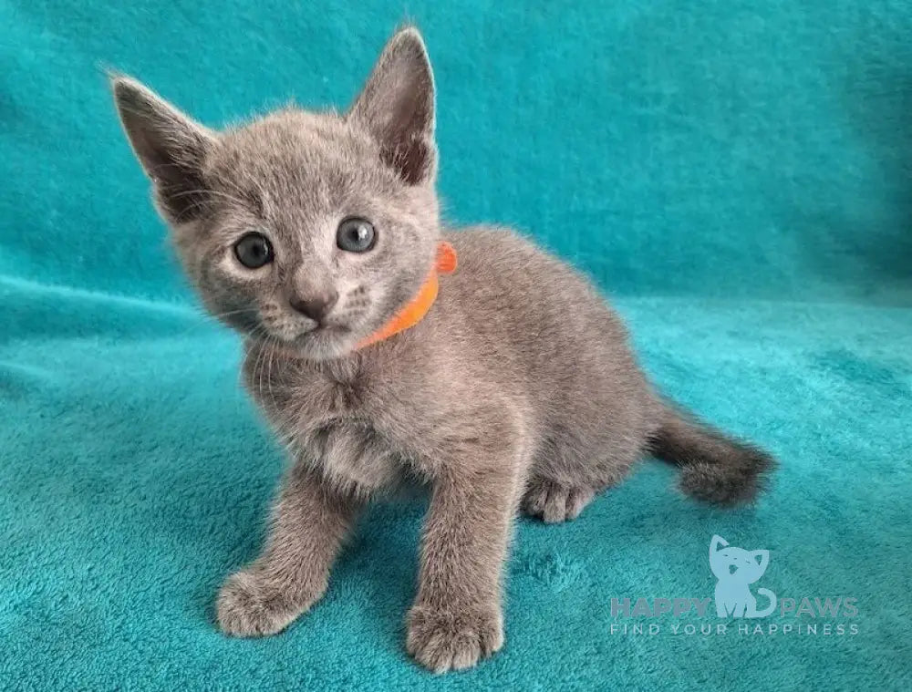 Harley Russian Blue male blue live animals