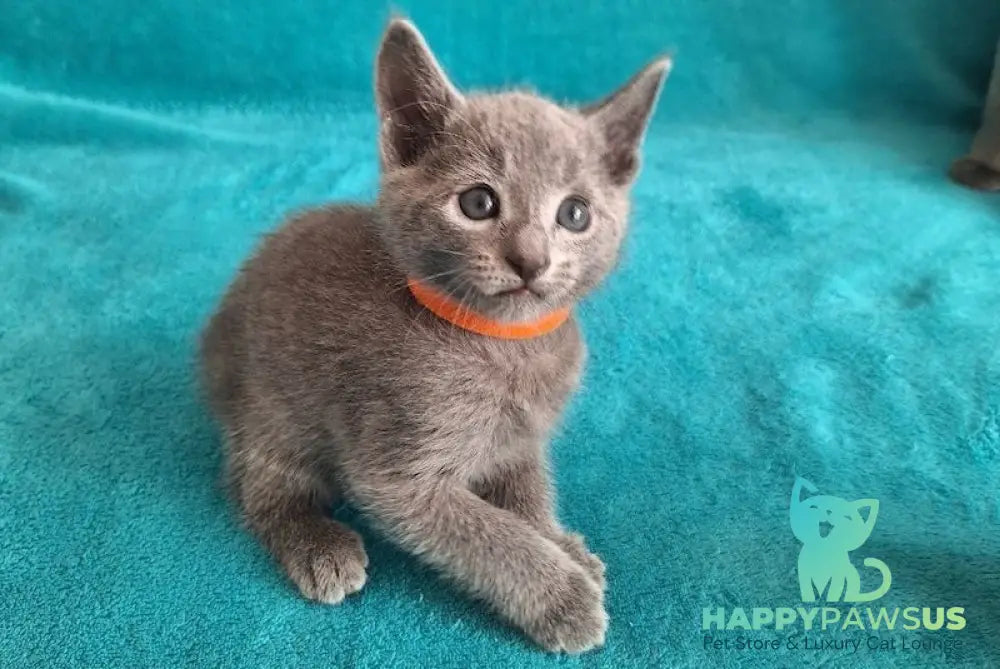 Harley Russian Blue male blue live animals