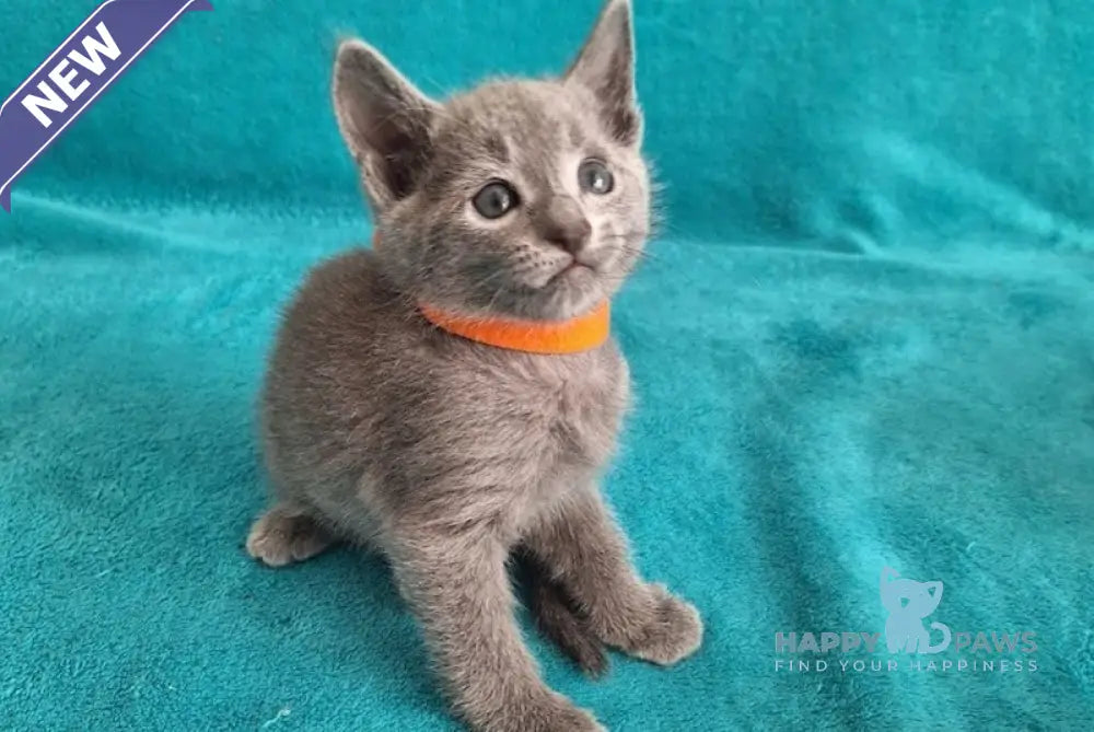 Harley Russian Blue male blue live animals