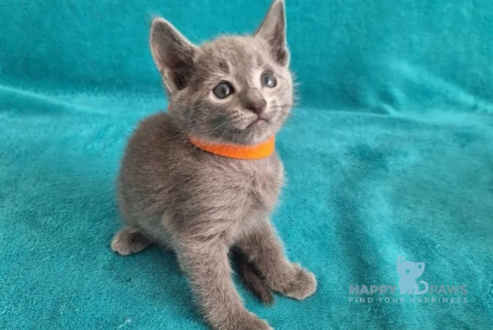 Harley Russian Blue male blue live animals