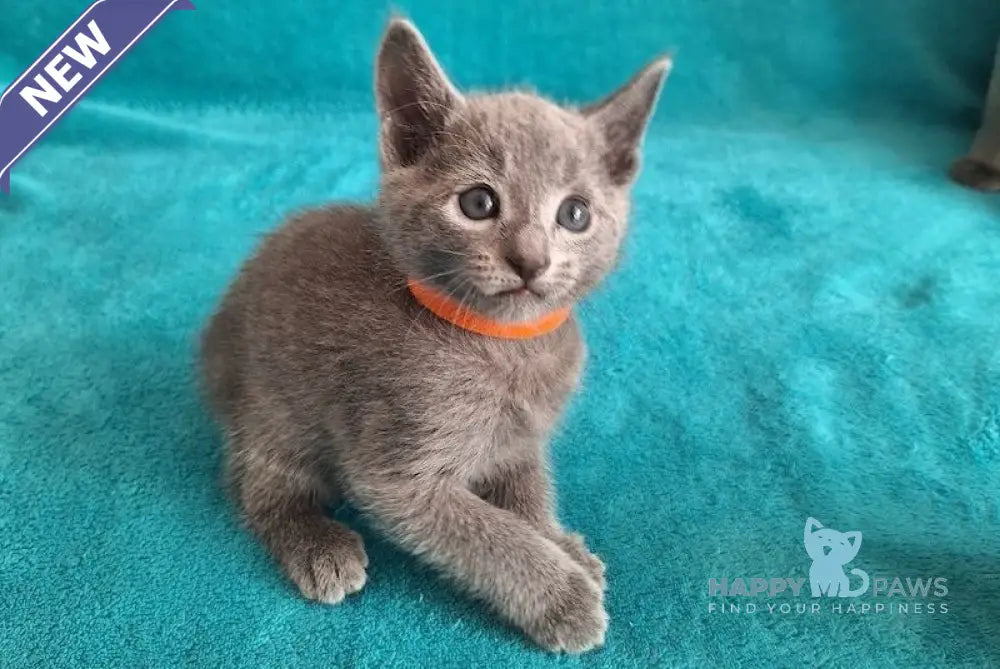Harley Russian Blue male blue live animals