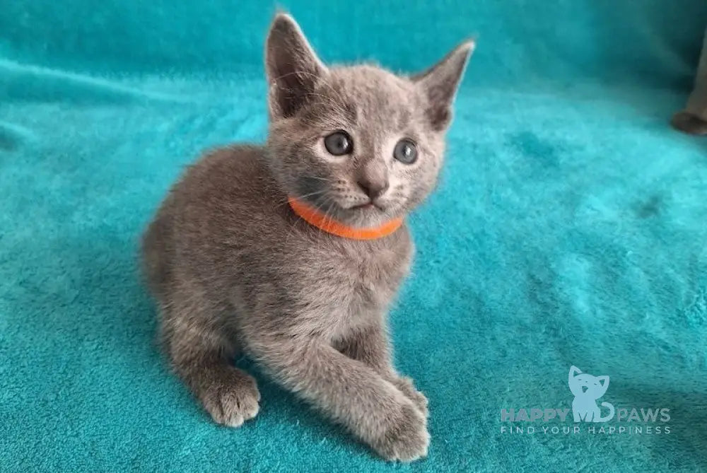 Harley Russian Blue male blue live animals