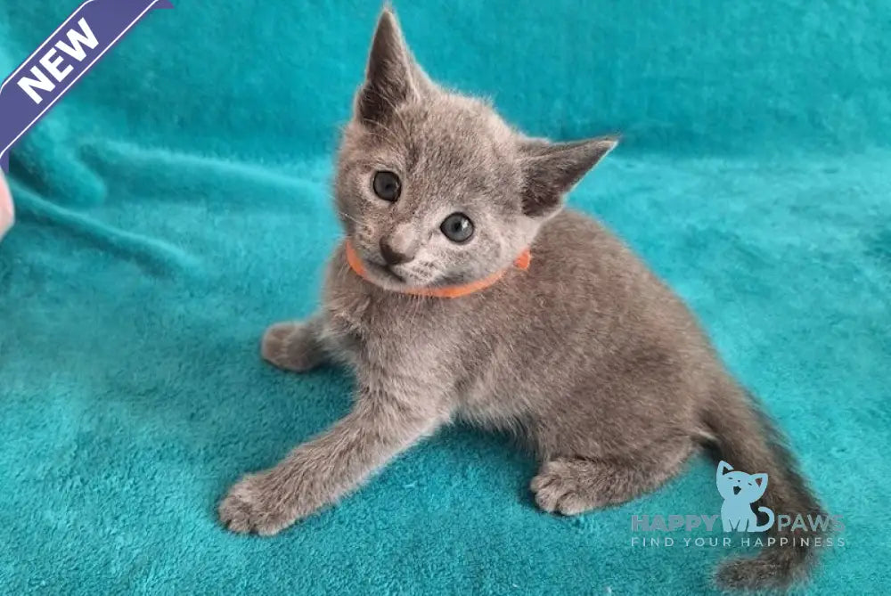 Harley Russian Blue male blue live animals