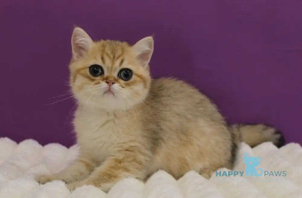 Harley Scottish Straight male black golden spotted tabby live animals