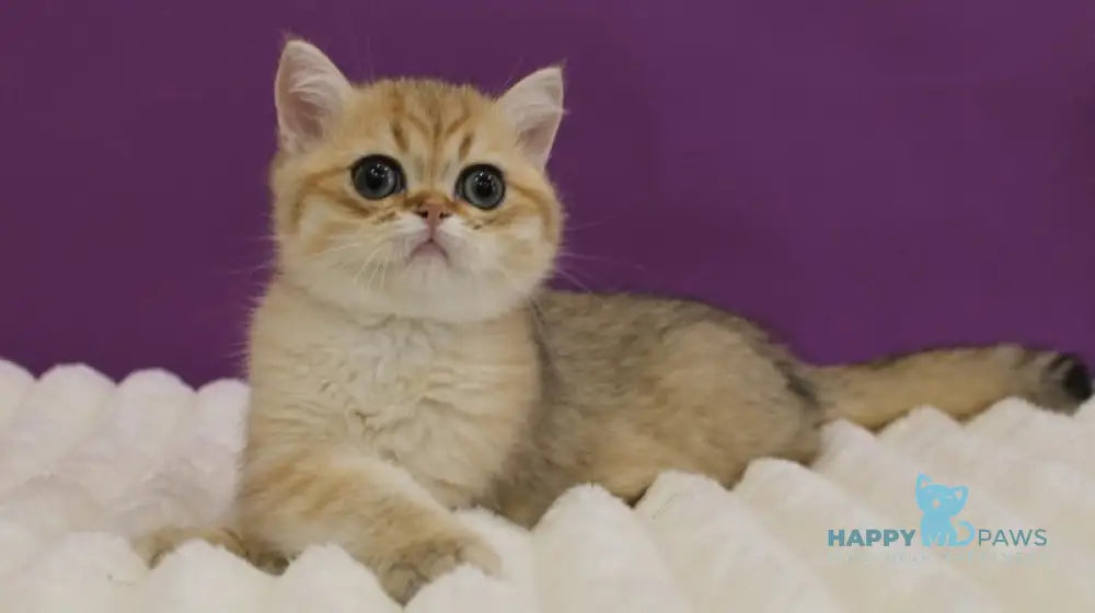 Harley Scottish Straight male black golden spotted tabby live animals