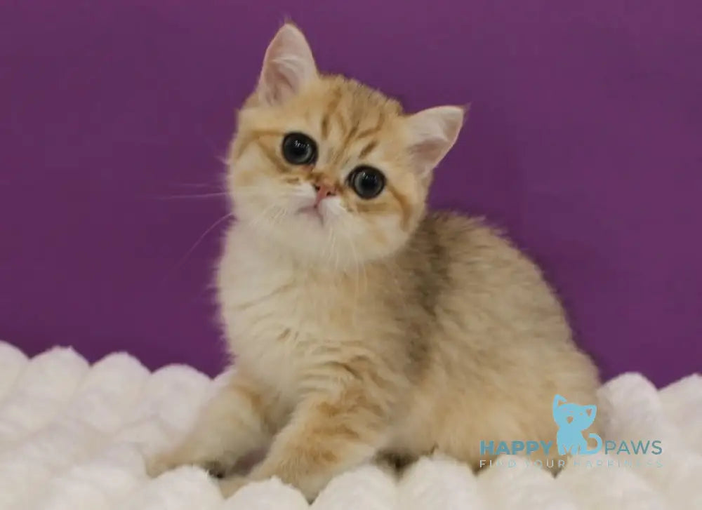 Harley Scottish Straight male black golden spotted tabby live animals