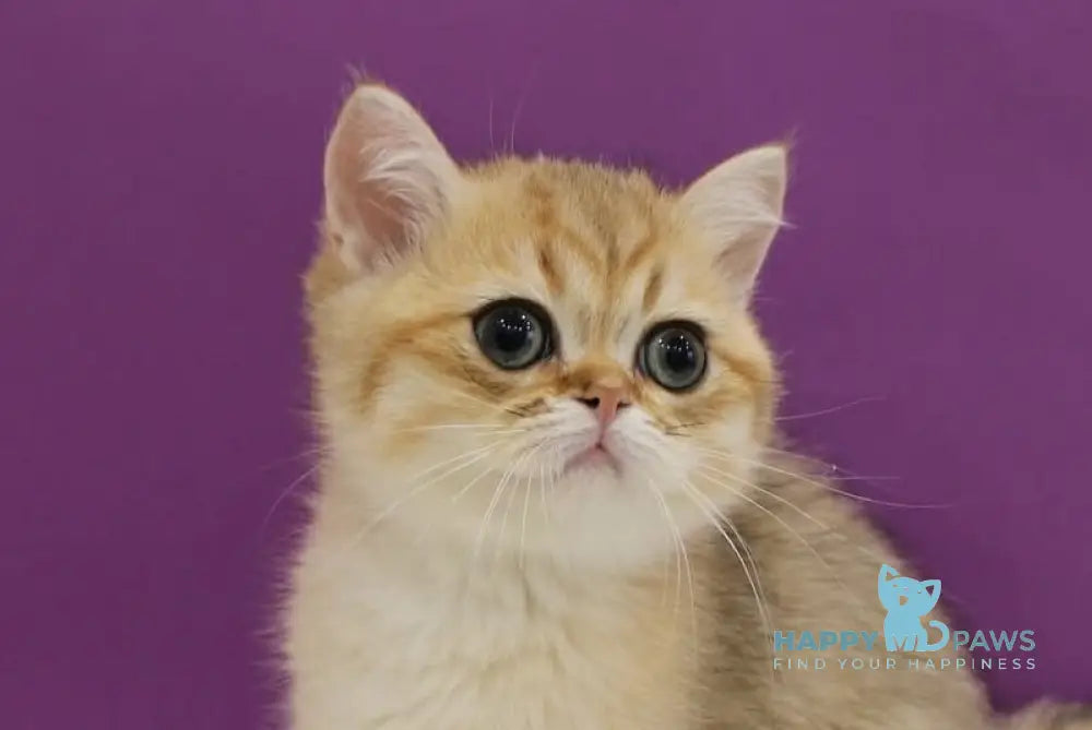 Harley Scottish Straight male black golden spotted tabby live animals