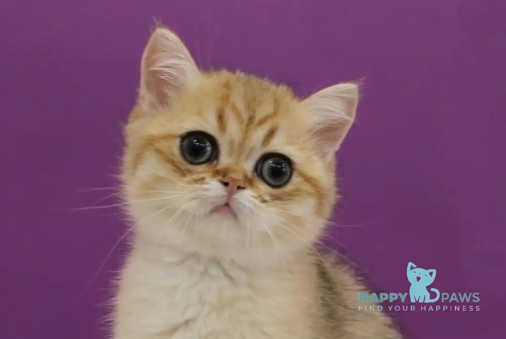 Harley Scottish Straight male black golden spotted tabby live animals