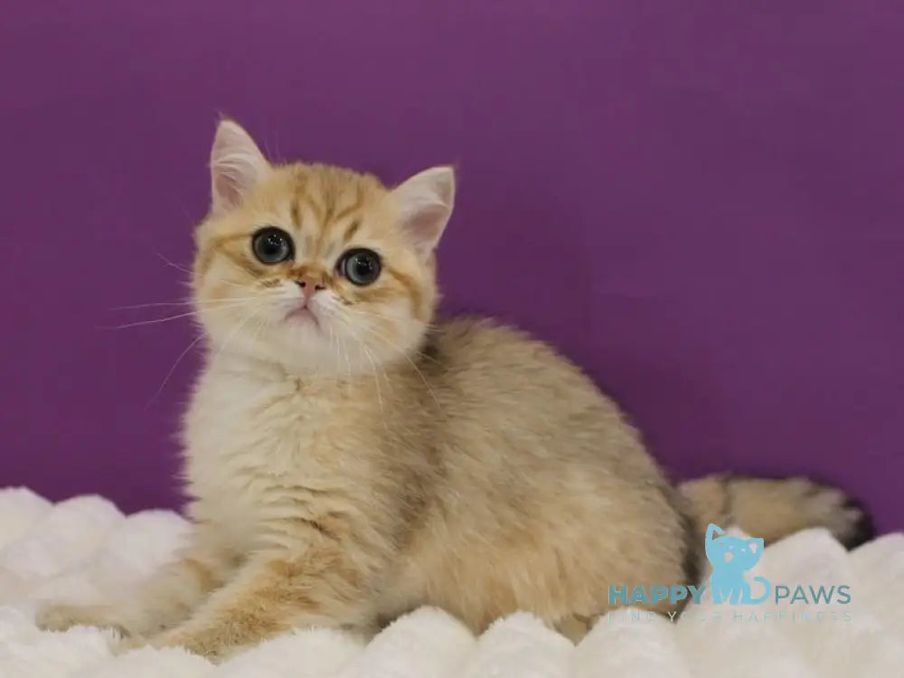 Harley Scottish Straight male black golden spotted tabby live animals