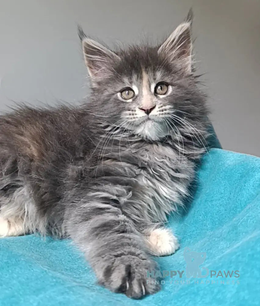 Harli Maine Coon female blue tortie tabby live animals