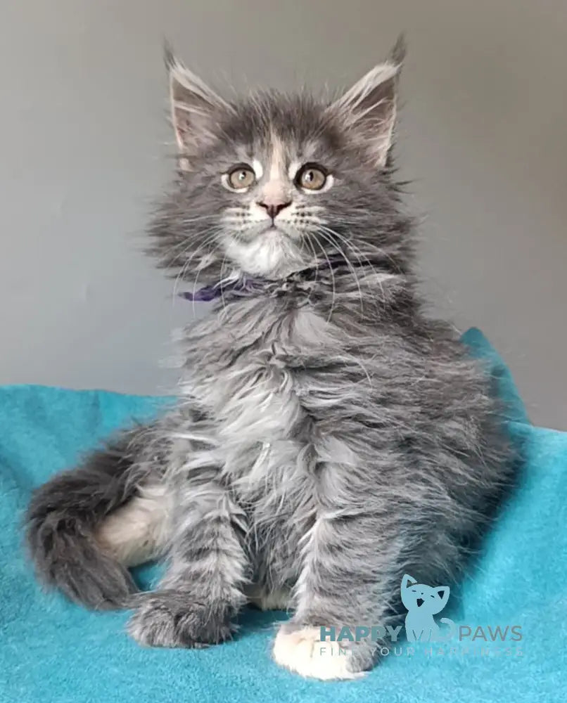 Harli Maine Coon female blue tortie tabby live animals