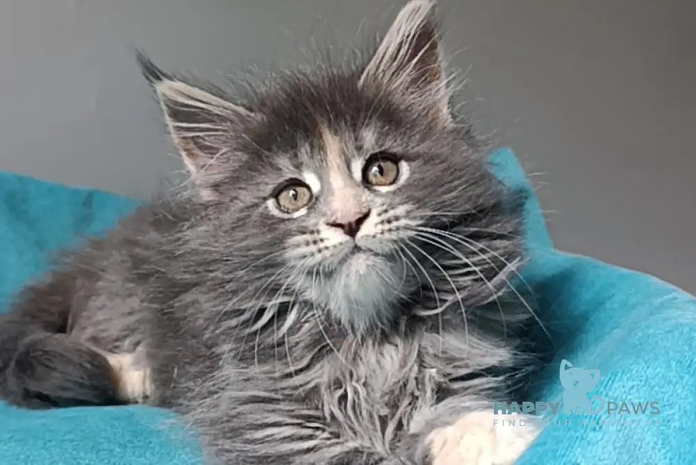 Harli Maine Coon female blue tortie tabby live animals