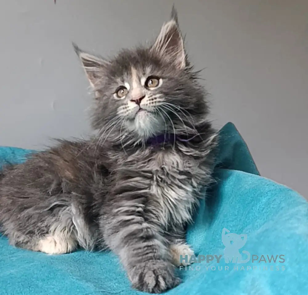 Harli Maine Coon female blue tortie tabby live animals