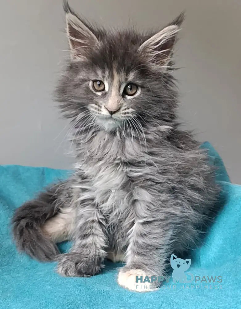 Harli Maine Coon female blue tortie tabby live animals