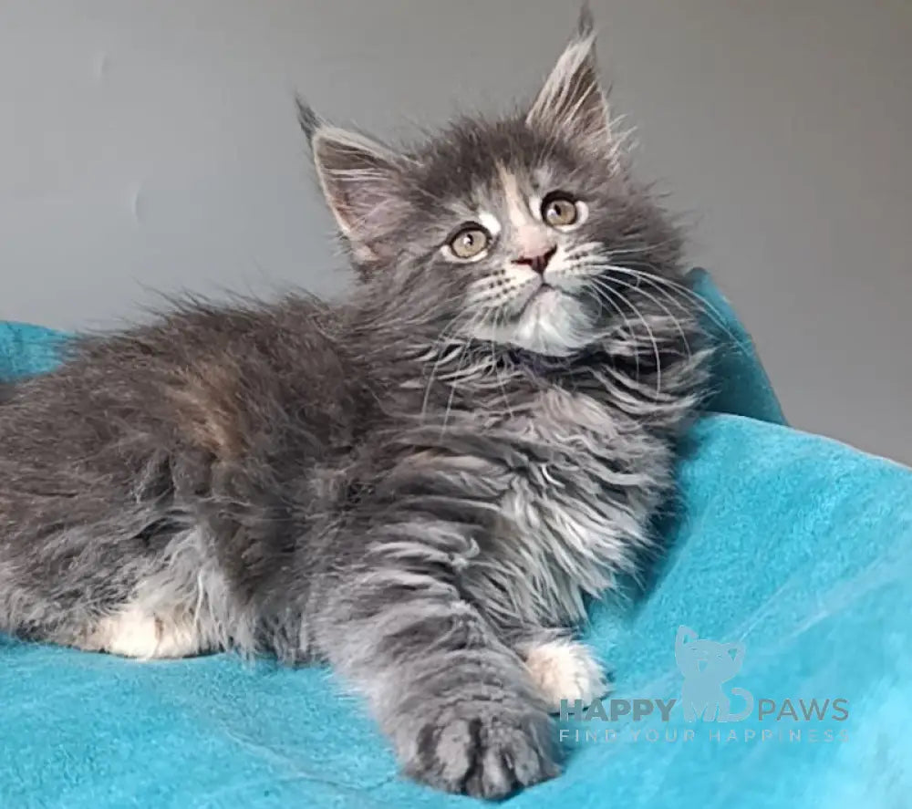 Harli Maine Coon female blue tortie tabby live animals