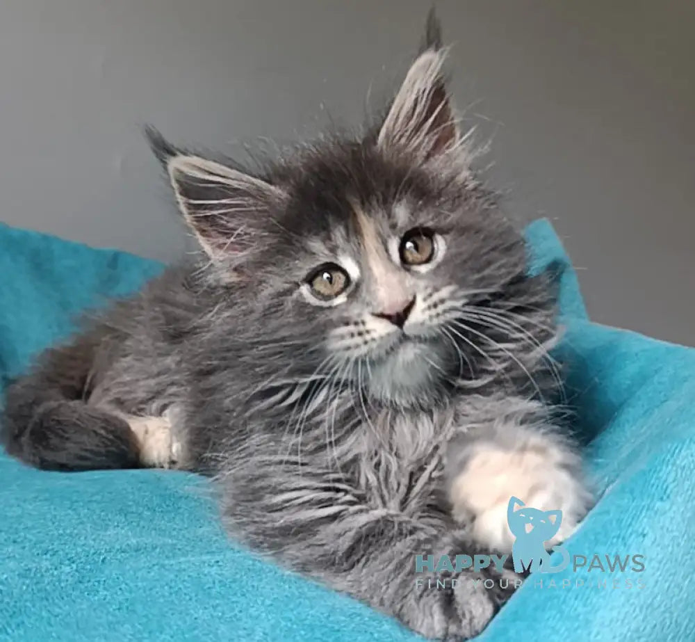 Harli Maine Coon female blue tortie tabby live animals