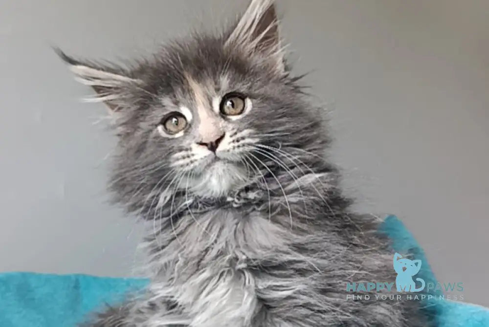 Harli Maine Coon female blue tortie tabby live animals