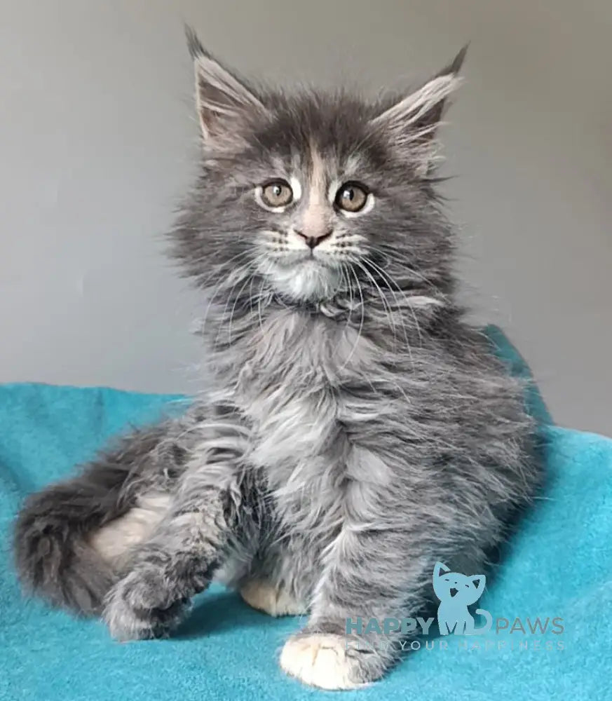 Harli Maine Coon female blue tortie tabby live animals