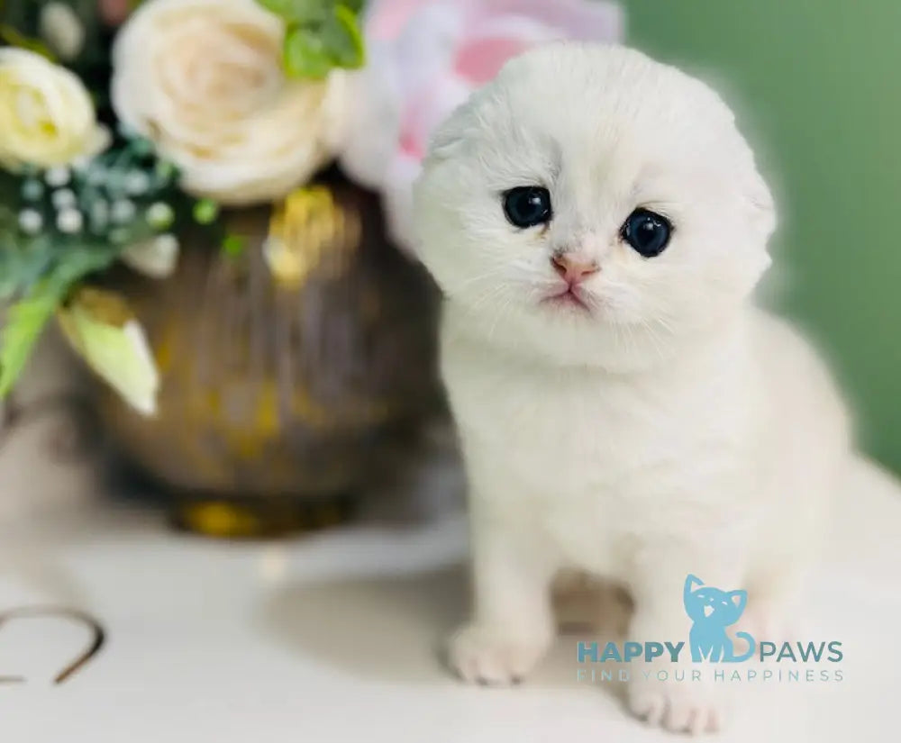 Harlye Scottish Fold male black silver chinchilla live animals